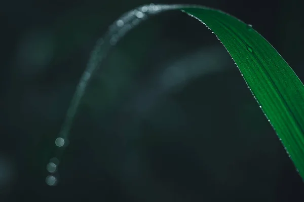 Das Konzept Der Liebe Der Welt Grüne Umwelt Wassertropfen Auf — Stockfoto