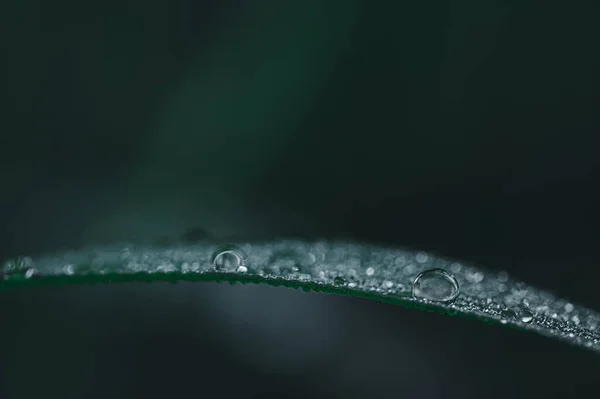 Концепция Любви Миру Зеленой Окружающей Среды Капли Воды Листьях Размытый — стоковое фото