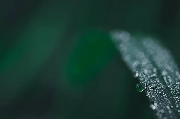 Conceito Amor Mundo Ambiente Verde Gotas Água Nas Folhas Desfocado — Fotografia de Stock