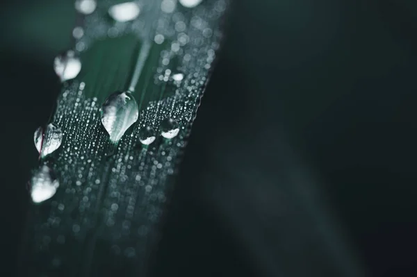 Concept Love World Green Environment Water Droplets Leaves Blurred Bokeh — Stock Photo, Image