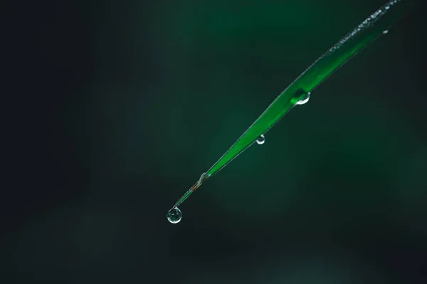 Koncepcja Miłości Zielone Środowisko Świata Kropelki Wody Liściach Rozmazane Tło — Zdjęcie stockowe