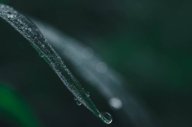 Sevgi kavramı dünya yeşil çevre Yaprakların üzerindeki su damlacıkları bulanık bokeh arka plan