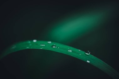 Sevgi kavramı dünya yeşil çevre Yaprakların üzerindeki su damlacıkları bulanık bokeh arka plan