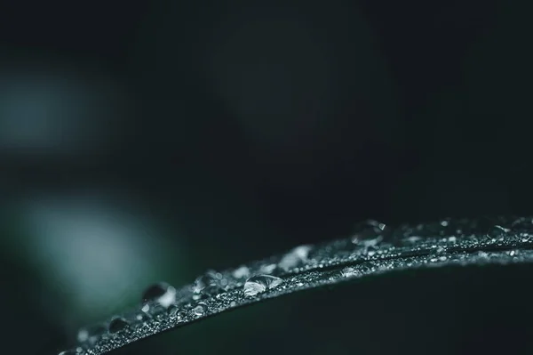 Das Konzept Der Liebe Der Welt Grüne Umwelt Wassertropfen Auf — Stockfoto