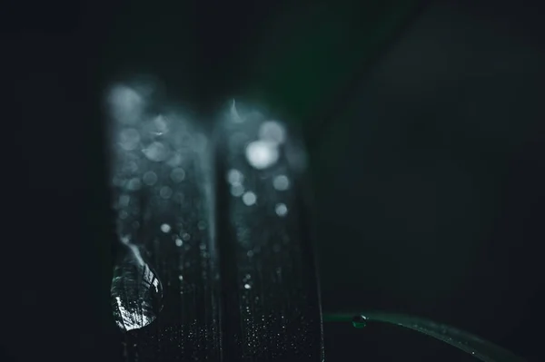 Sevgi kavramı dünya yeşil çevre Yaprakların üzerindeki su damlacıkları bulanık bokeh arka plan