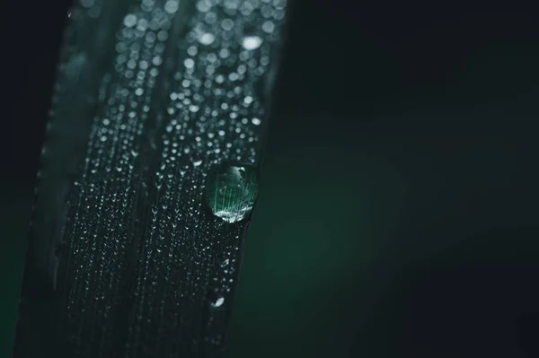 Das Konzept Der Liebe Der Welt Grüne Umwelt Wassertropfen Auf — Stockfoto