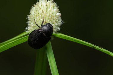 Macro Beetle bitkide