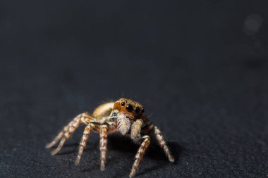 Camdaki Macro örümceği