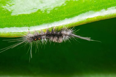 Yaprağın üzerindeki Macro tırtılı.