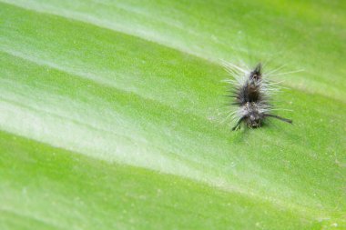 Yaprağın üzerindeki Macro tırtılı.