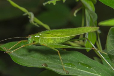 Bitkinin üzerinde makro çekirge