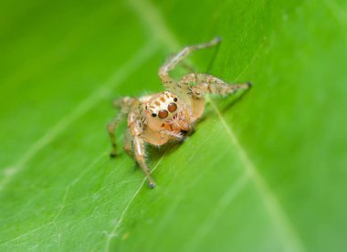 Yaprağın üzerinde Macro örümceği