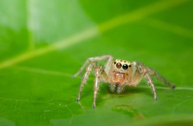 Bitkinin üzerinde Macro örümceği