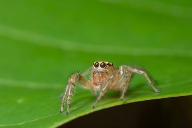 Bitkinin üzerinde Macro örümceği