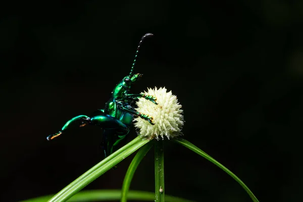 Macro Insecto Verde Hoja — Foto de Stock
