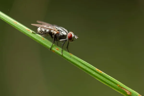 Macro Vuela Planta —  Fotos de Stock