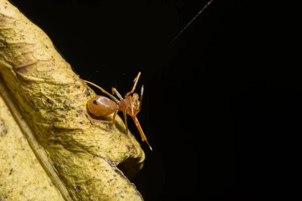 Yaprağın Üzerinde Macro Örümceği — Stok fotoğraf