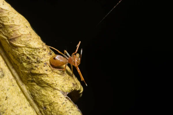 Makrospinne Auf Dem Blatt — Stockfoto