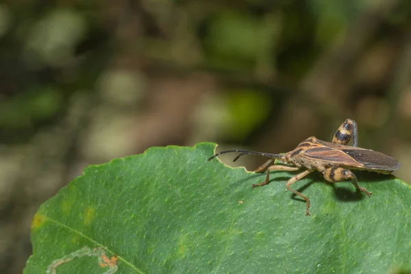 Macro Hemiptera Inseto Folha — Fotografia de Stock