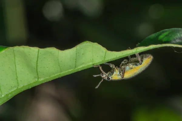 Macro Insecte Charançon Vert Sur Feuille — Photo