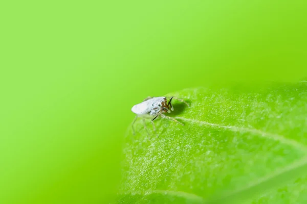 Macro Araña Hoja — Foto de Stock