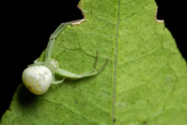 植物上のマクロクモ — ストック写真