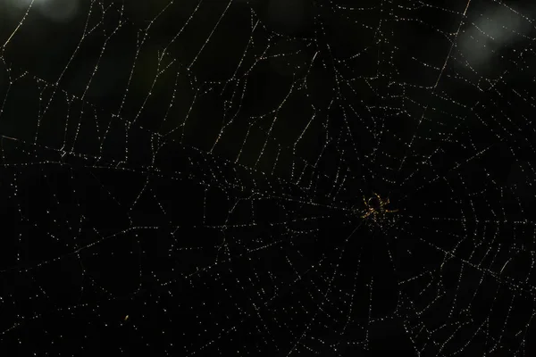 Neem Een Close Spin Een Spinnenweb — Stockfoto