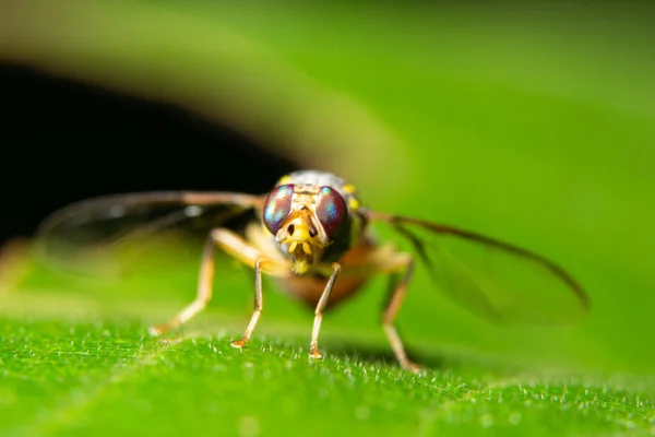 Μύγες Των Μακρο Φρούτων Είναι Στο Φυτό — Φωτογραφία Αρχείου