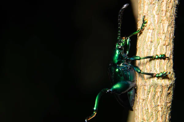 Macro Beetle Planta — Foto de Stock