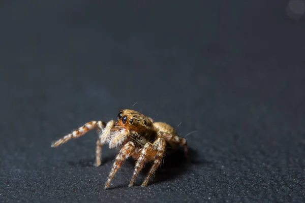 Pegue Uma Aranha Close — Fotografia de Stock