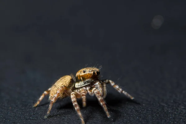 Pegue Uma Aranha Close — Fotografia de Stock