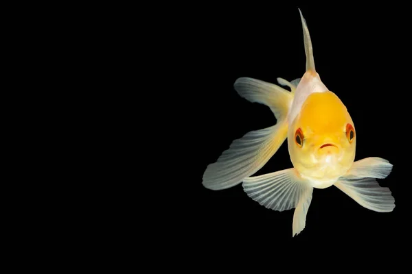 Goldfish Macro Cabeça Branca — Fotografia de Stock