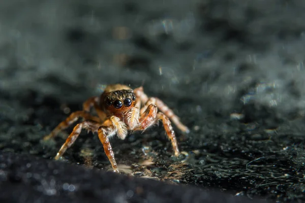 Μακρο Αράχνη Γυαλί — Φωτογραφία Αρχείου