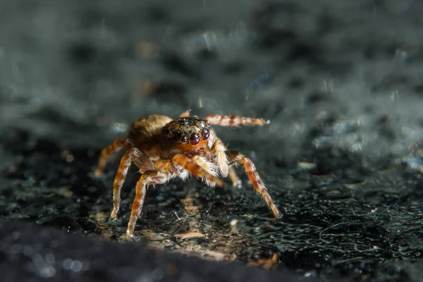 Macro Araña Sobre Vidrio — Foto de Stock