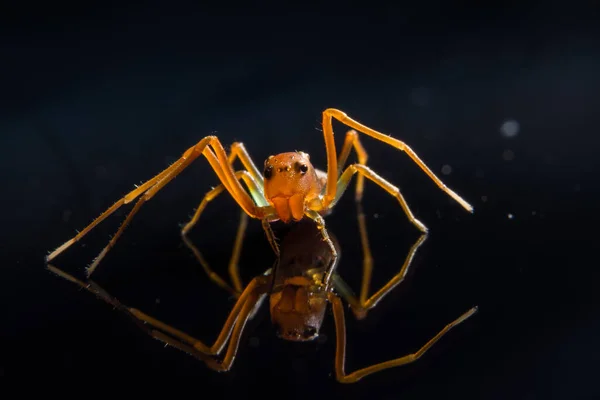 Macro Araignée Sur Verre — Photo