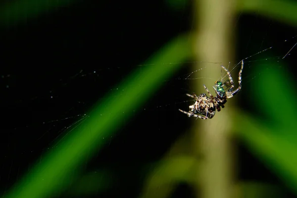 Macro Aranha Topo Teia Aranha — Fotografia de Stock