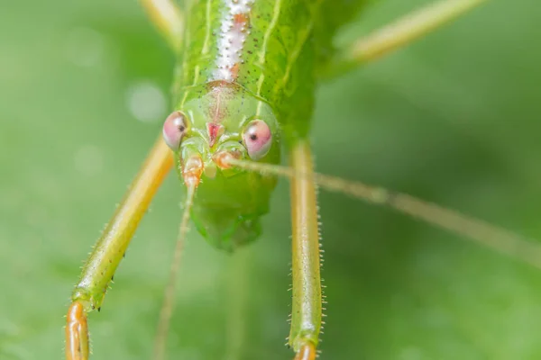 Bitkinin Üzerinde Makro Çekirge — Stok fotoğraf