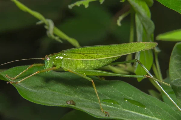 Macro Grasshopper Plant — Stock Photo, Image