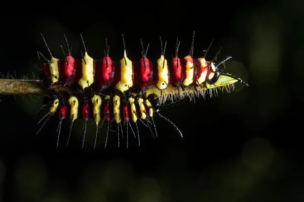 Macro Rups Een Blad — Stockfoto