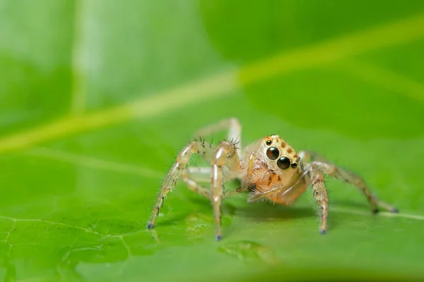 Μακρο Αράχνη Στο Φυτό — Φωτογραφία Αρχείου