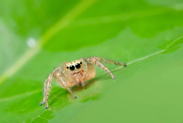 Macro Araña Planta — Foto de Stock