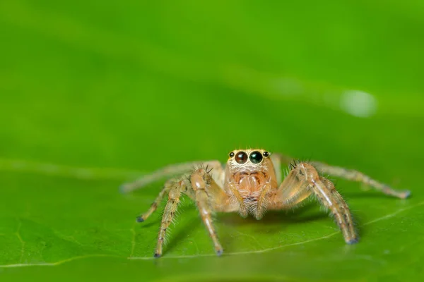 Makro Pavouk Rostlině — Stock fotografie