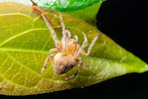 Macro spider on the plant