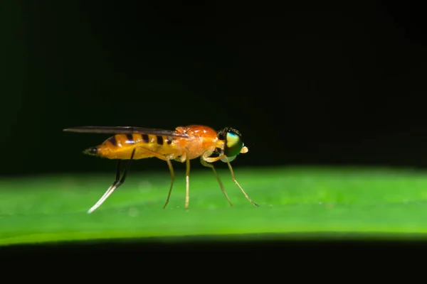 Macro Achtergrond Insect Blad — Stockfoto