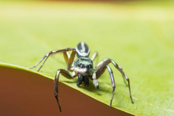 Macro Araña Hoja Verde —  Fotos de Stock