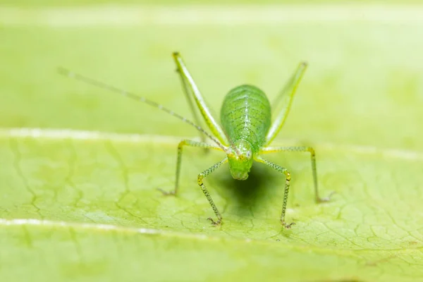 Macro Grasshopper Plant — Stock Photo, Image