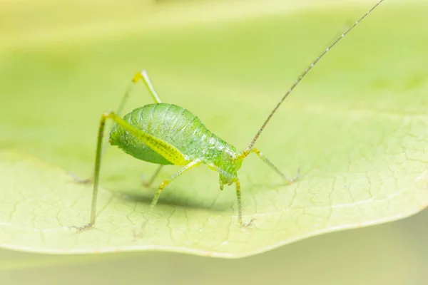 Sauterelle Macro Sur Plante — Photo