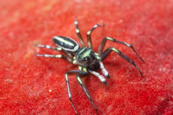 Macro Araña Sobre Fondo Rojo —  Fotos de Stock