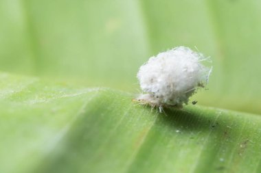Yaprağın üzerinde Macro kurdu