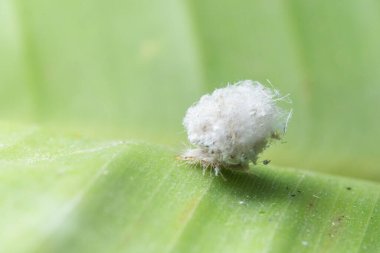 Yaprağın üzerinde Macro kurdu